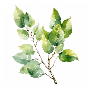 a little branch of a birch tree leaves, watercolor clipart, green leaves, cut out