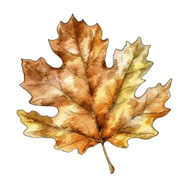 Oak Leaf, clipart watercolor illustration, single object, high definition, white background for removing background