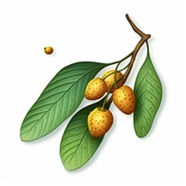 Isometric Sticker Clip Art of Lindentree Fruit, children friendly, illustrated in a playful and realistic style, perfect for any special occasion, cut out in the shape of a single very long Leaf with small balls, with no visible background, giving it the appearance of a sticker, conveying a mystical and whimsical mood, edited with Adobe Photoshop to adjust brightness and contrast, rendered as a transparent PNG file with a high resolution to ensure a crisp and clear image with no pixelation, suit