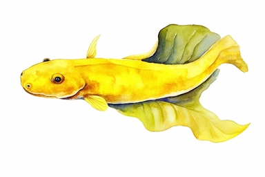 Watercolor, Banana Eel Fish, clipart, hd, on a white background, spaced out