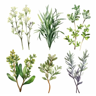 Watercolor herbs Clipart, herbs, Minimalist herbs Watercolor, Ikebana Clipart, Separated design, 8k
