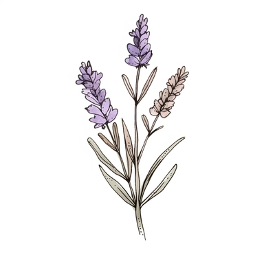 lavender simple minimal line art flower in watercolor style clipart, isolated, soft colors, feminine, on white background