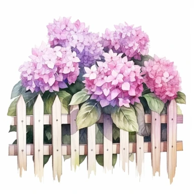 watercolor, hyper realistic, white background, white margins, 16k, ultra detailed clipart, cut out image, hand-drawn a white wooden fence with a backdrop of a large, full hydrangea bush with pink and purple petals. in the style of enchanting watercolors