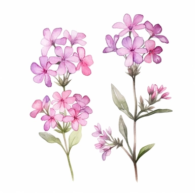 watercolor phlox flowers and leaves clipart,tiny, long branches,hd, on white background, space out