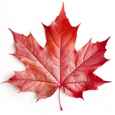real photo maple leaf Clipart ,top space blank,white background
