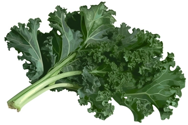 Make a clipart picture of kale. The kale is green and leafy, with curly edges and a slightly bitter taste. It is arranged in a bunch, with the stems removed.