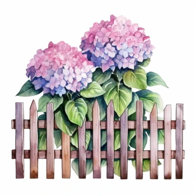 watercolor, hyper realistic, white background, white margins, 16k, ultra detailed clipart, cut out image, hand-drawn a white wooden fence with a backdrop of a large, full hydrangea bush with pink and purple petals. in the style of enchanting watercolors