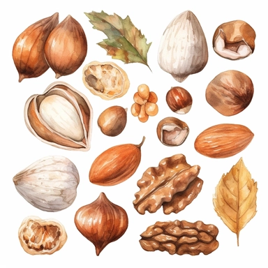 Watercolor Nuts Clipart