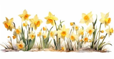 watercolor Fine Art flower row of narcissus watercolor, yellow color style, clipart, antique, magical, 16k, fantastic realism, enchanting athmosphere, white transparent background