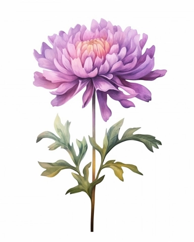 detailed vibrant watercolor class magnoliopsida purple marigold with stem and leaves, isolated on white background, hyper realistic, clipart