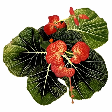 Clipart, Polka Dot Begonia's, Plantae, Tracheophytes Raddi, is a tropical plant native to southeast Brazil. It has green oblong leaves in shaped of angel wing, in a vibrant olive green color, deep red purple undersides of leaves and polka dot finishes on top. It has silver spots on its surface and a crimson reddish underside