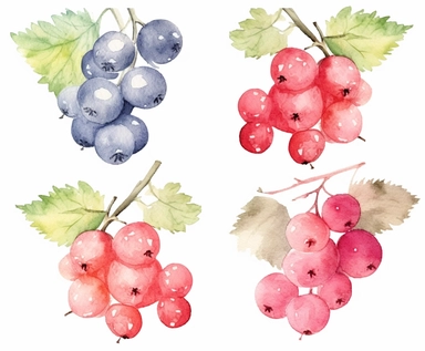 watercolor four Currant fruits clipart, flat style, no volume, few details, washed out, minimalistic style, very lose details, very light colors, transparent colors, light airy hues and pastel tones, spaced out, white background, washed out colors and paint, hand-painted watercolor, watercolor spray, watercolor splash, splatters and paint smudges on top of each Currant, watercolor paper with visible rough paper texture, a variety of watercolor brushes, do not cross workspace borders, rough water