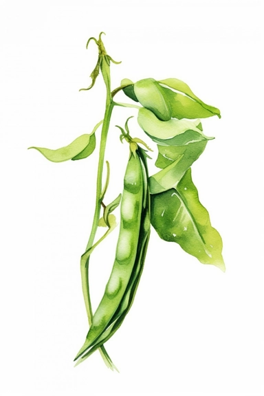 green bean watercolor clipart cute isolated on white background