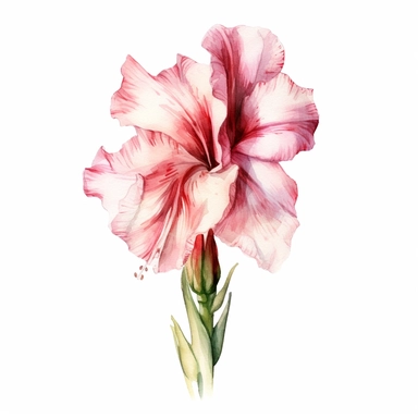 Gladiolus flower, water color style, clipart, white background