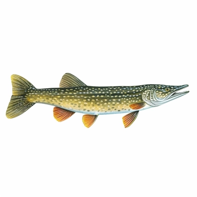 northern pike fish, isolated in white, white background with no external elements or shadows, isolated clipart figure, gorgeous colorful 3D Render