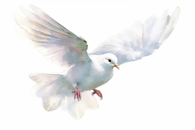 Clip art of flying dove, white, White margins around the image, drawn by Helen Beatrix Potter, easy to crop image, white background