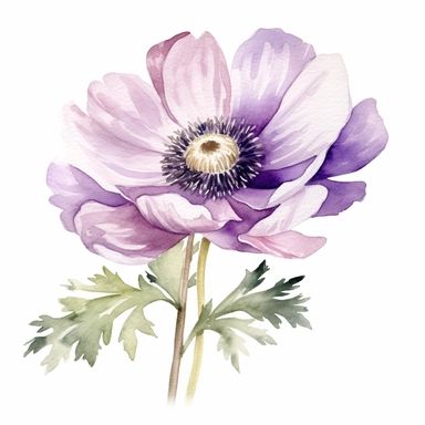 Anemone flower, water color style, clipart, white background