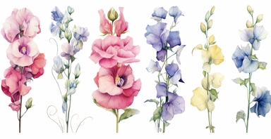 Watercolor realistic Hollyhock, iris, morning glory orchid and peony floral cliparts with white background