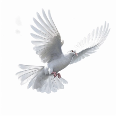 In this enchanting clipart illustration, a white dove gracefully glides through a pristine white background. Its immaculate feathers exude a sense of purity and tranquility, while its effortless flight evokes a feeling of serenity. The absence of any distractions accentuates the bird's symbolic message of hope and unity. Against the simple white canvas, the dove's presence becomes even more profound, representing peace, freedom, and boundless possibilities. This clipart serves as a gentle remind