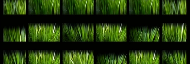 green grass 3px clipart, in the style of video collages, glitchcore, leica cl, black background, striped arrangements, pixelated realism, focus stacking