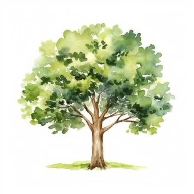 watercolor oak tree clipart - watercolor clipart - watercolor tree, single design