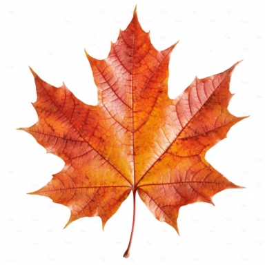 real photo maple leaf Clipart ,top space blank,white background