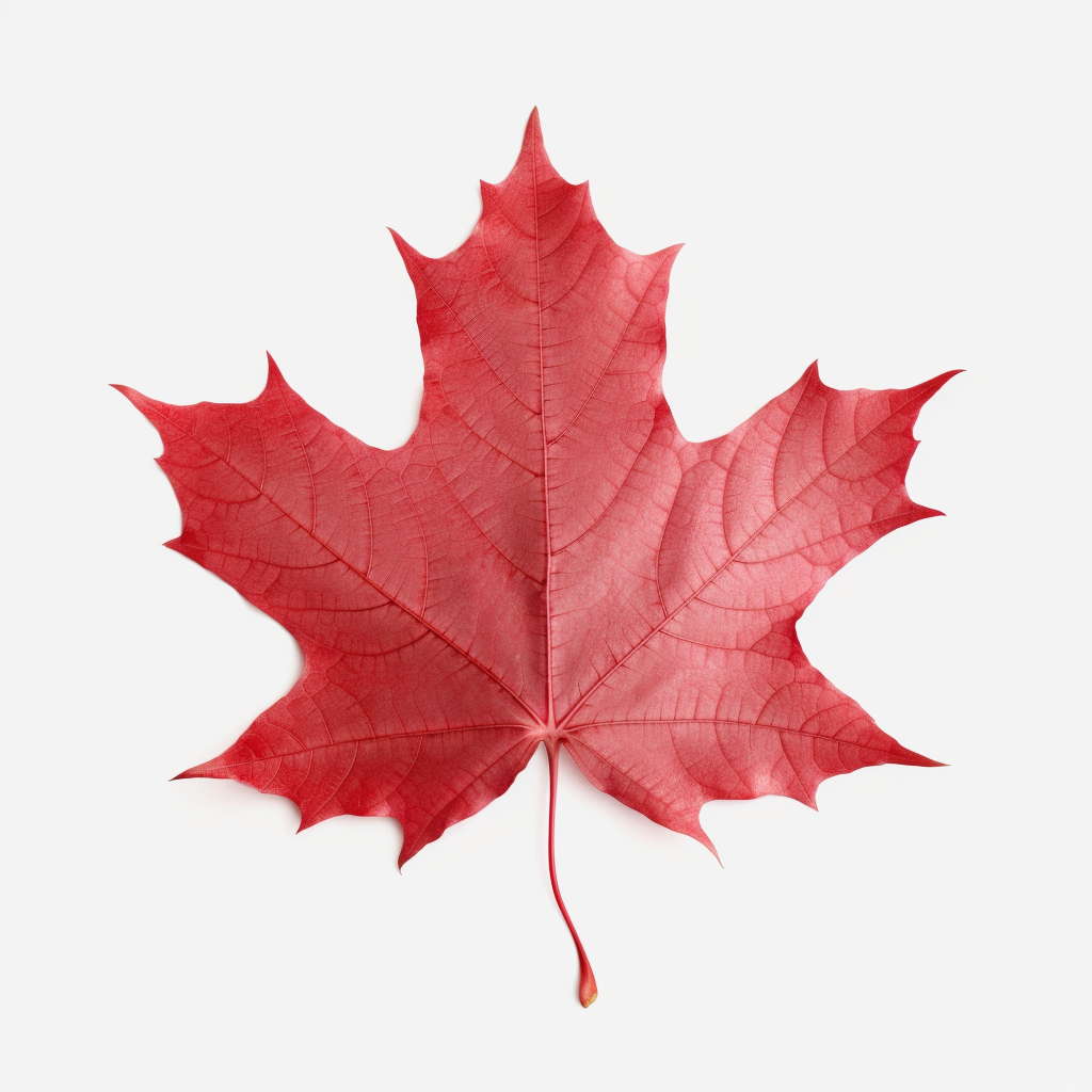 maple leaf clipart