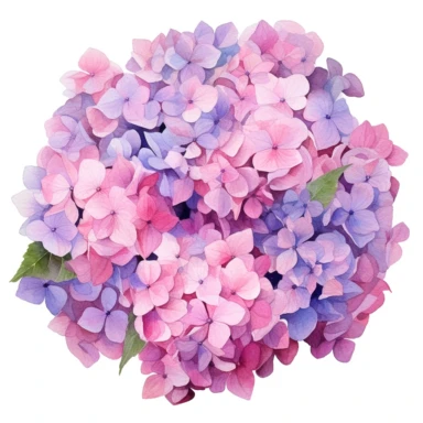 watercolor, hyper realistic, white background, white margins, 16k, ultra detailed clipart, cut out image, hand-drawn a cluster of hydrangea flowers with pink and purple petals, arranged in a circular pattern.in the style of opacity and translucency, impressionist colorism, colorful arrangements