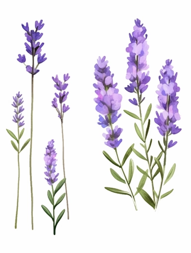 watercolor clipart set with white background, cute lavender flowers, adorable, flat design, clearly defined with separated images, high quality