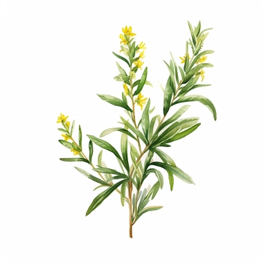An image showcasing a flowering tarragon plant, with tiny yellow flowers clipart, white background, watercolor sophisticated drawing