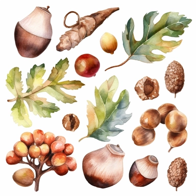 Watercolor Nuts Clipart