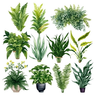 BOSTON FERN, DWARF DATE PALM, SPIDER PLANT, CHINESE EVERGREEN, DEVIL’S IVY, BROADLEAF LADY PALM, PEACE LILY, BARBERTON DAISY, watercolor, Object, vector collection, clipart, 8k, white background.