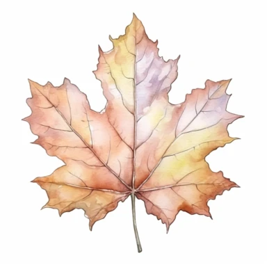 Maple Leaf, clipart watercolor illustration, single object, high definition, white background for removing background