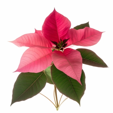 Pink red Poinsettia cultivar with dark green leaves foliage plant bush used in Christmas floral displays isolated on white background, clipping path included.--ar 3:2
